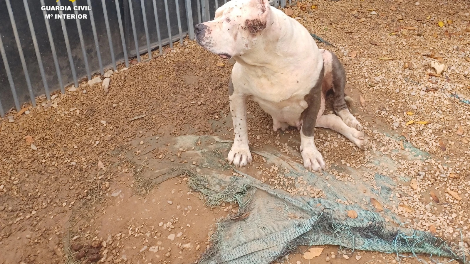 Investigan en Benicarló a un hombre por maltrato a once perros bulldog en estado de obesidad