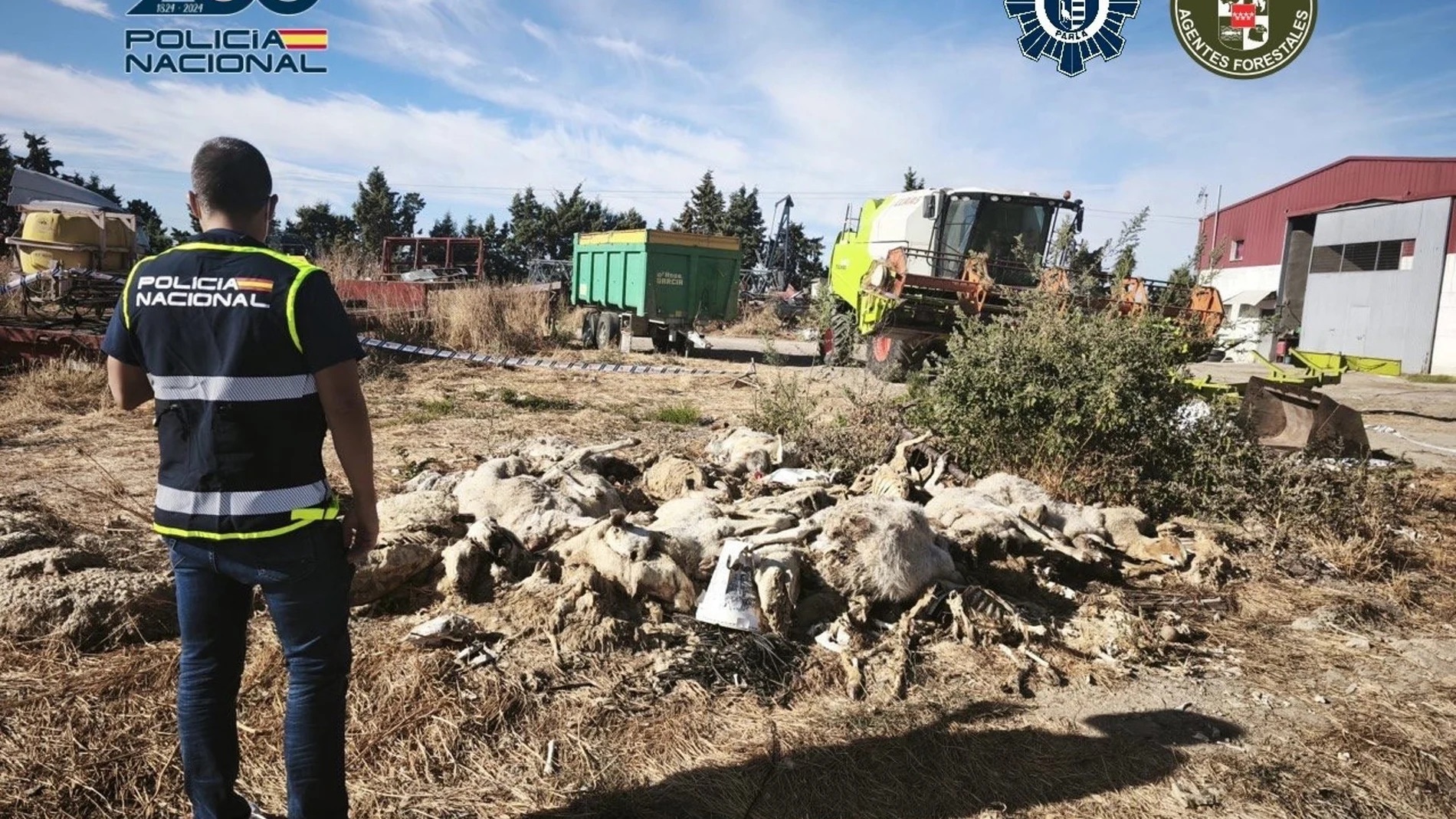 Detenido en Parla un hombre de 51 años por maltrato animal: 50 ovejas muertas y otras 170 en estado deplorable