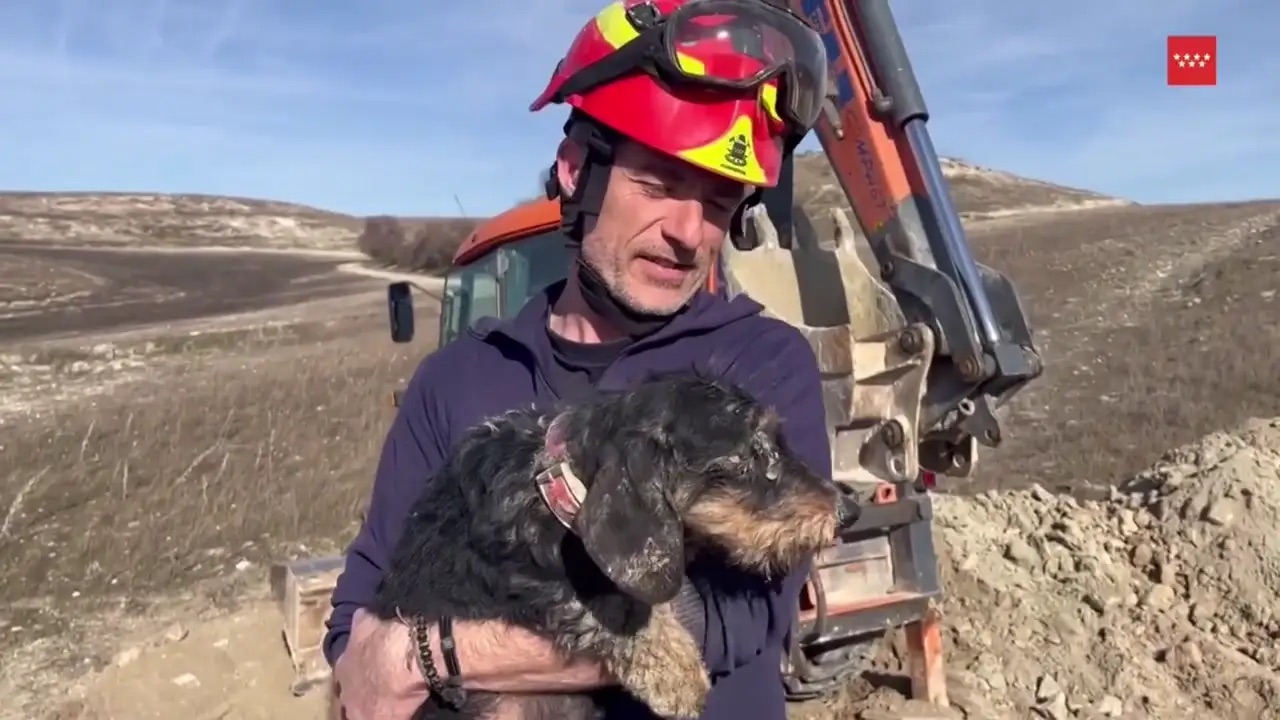 Bomberos rescatan a 'Mamba', una teckel atrapada casi 24 horas en una madriguera en Valdemoro
