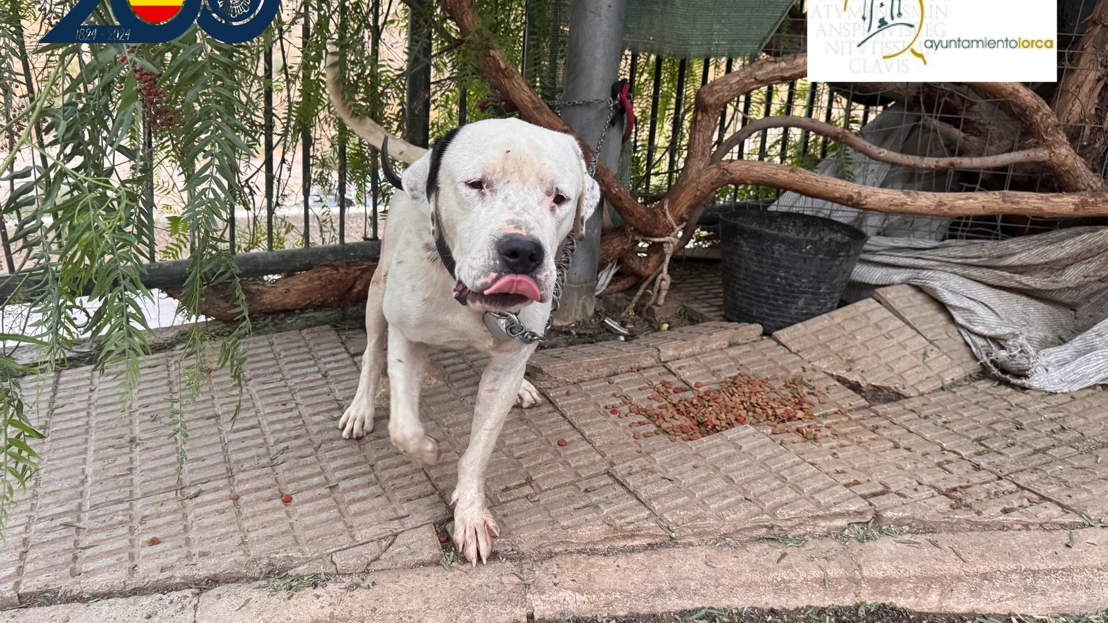 Investigan en Lorca a una mujer por dejar a su perro atado a pleno sol, sin agua ni comida