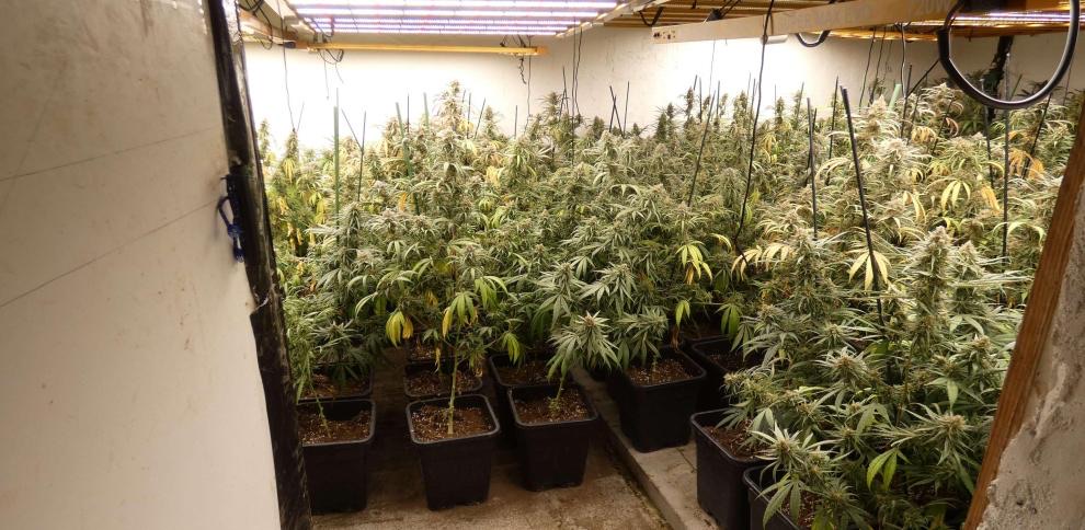 Cinco detenidos y más de 1.200 plantas de marihuana intervenidas en dos casas de Vidreres