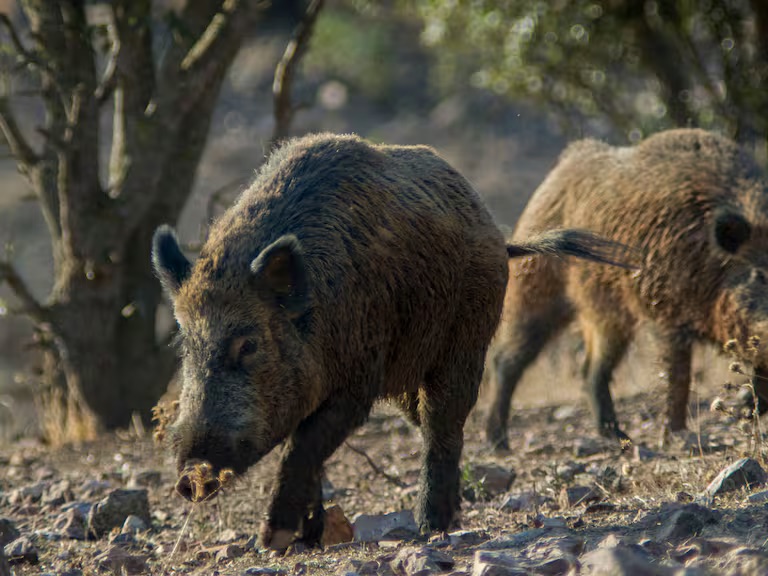 La Consellería solicita al Gobierno que movilice a la UME tras los casos de peste porcina en Cataluña