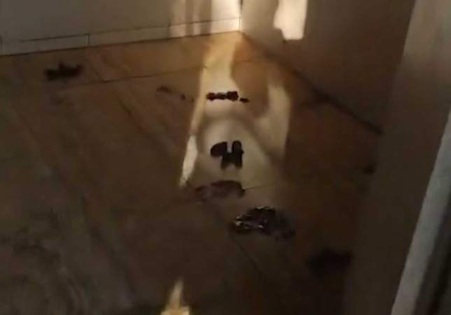 Rescatan a siete perros que malvivían encerrados en un baño a oscuras en una finca de Tortosa