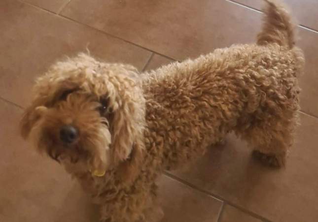 Desaparición angustiosa de Drac, un caniche toy, en Valldoreix: la familia teme que lo hayan cogido