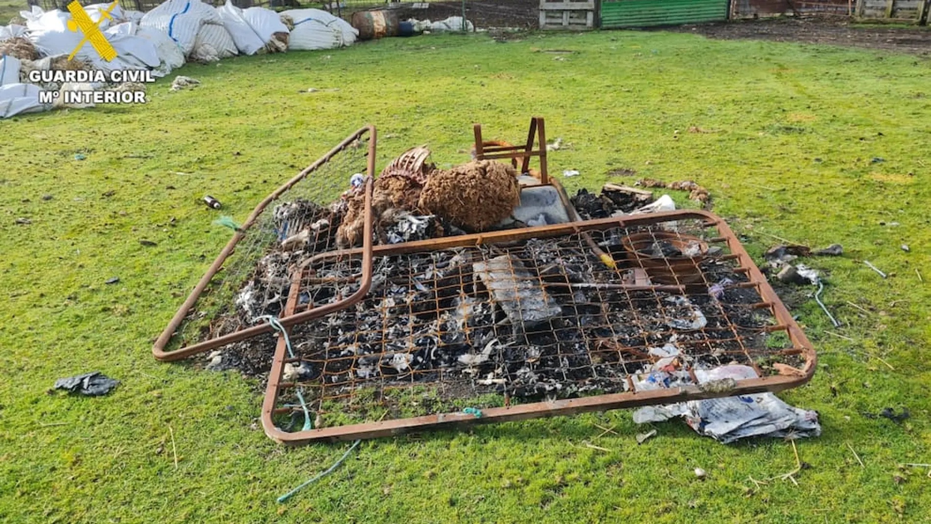 Investigado un ganadero en Salamanca tras hallar 60 ovejas muertas y decenas agonizando en sus explotaciones