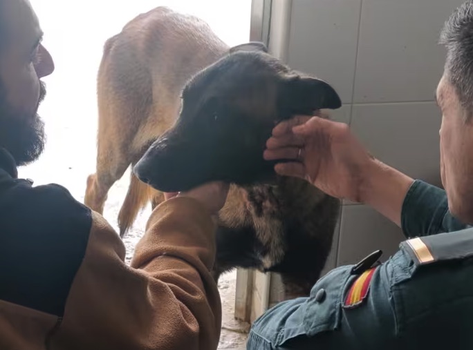 Investigada en Jerez una mujer que abandonó a su perro encadenado en una vivienda inundada durante el desalojo