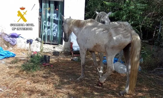 Hombre de 46 años ante el juez por maltrato a dos caballos desnutridos y abandonados en Cádiar