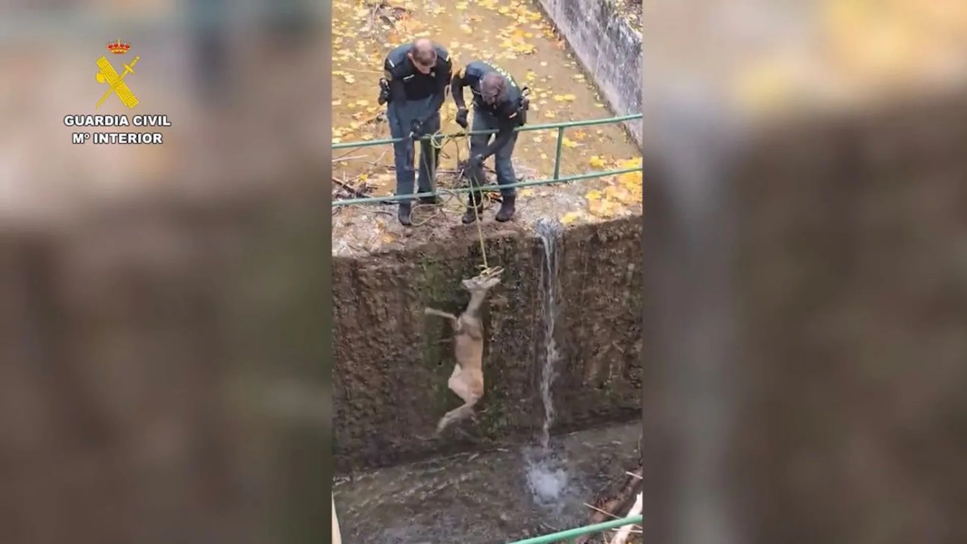 Rescatan a un corzo que estuvo a punto de ahogarse en la Laguna de Uña, Cuenca