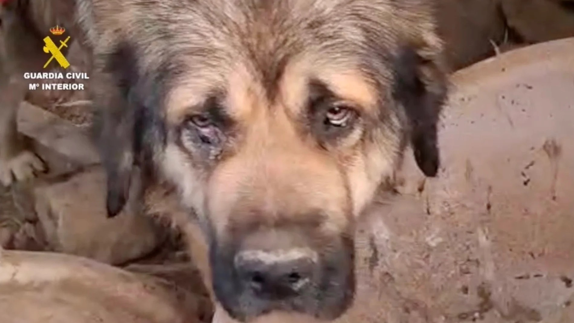 Rescatan a tres perros abandonados y desnutridos en una masía en ruinas de Igualada