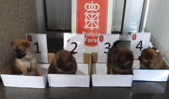 Investigan a un hombre y una mujer por abandonar a cuatro cachorros en un contenedor en Cortes