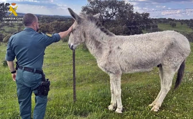 Investigado en Fuente de Cantos por el abandono de un asno con graves deformaciones en los cascos