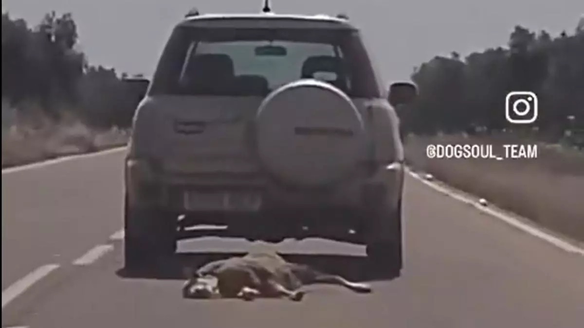 Investigado por conducir con el cuerpo de una oveja atado al parachoques en una carretera de Badajoz