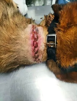 Policía Foral investiga en la Merindad de Sangüesa a un hombre y una mujer por maltrato animal