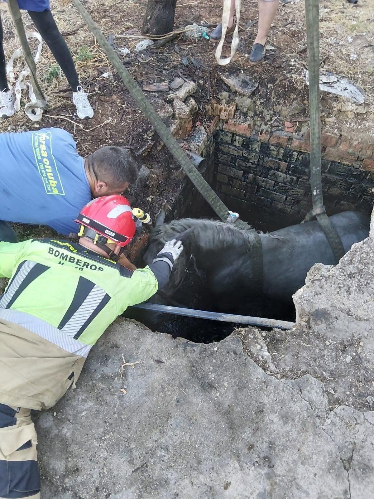 Rescate de un caballo caído en una fosa séptica en una finca de Moguer (Huelva)