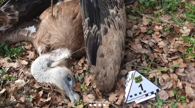 Agents Rurals intercepta in fraganti a un reincidente colocando cebos envenenados en la provincia de Barcelona
