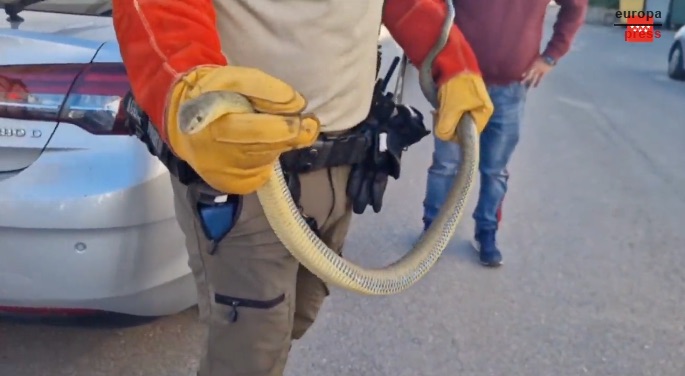 Rescatan a una culebra bastarda escondida en el motor de un coche en Villarejo de Salvanés