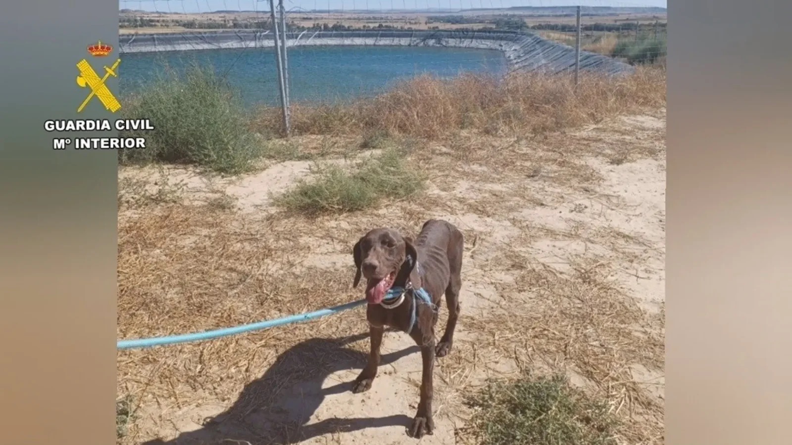 Rescatan a un perro desaparecido tras caer en una balsa de riego en Bolea (Huesca)