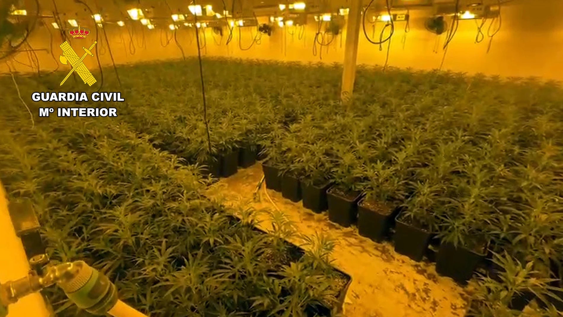 Desarticulado un macrocultivo de marihuana que se escondía en Totana (Región de Murcia)