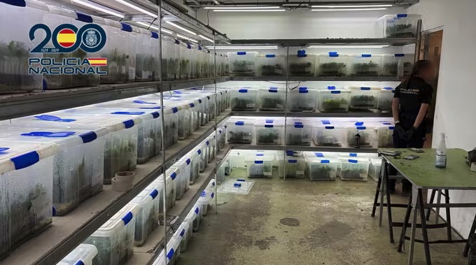 Desarticulada en Valencia una red que cultivaba y distribuía marihuana a gran escala con más de 16.000 plantas