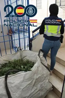 Desmantelados varios pisos de cultivo de marihuana en el distrito Norte de Granada con más de 1.000 plantas