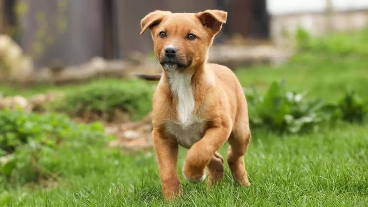 20 detenidos en Bizkaia por una red de estafas con falsos anuncios de cachorros