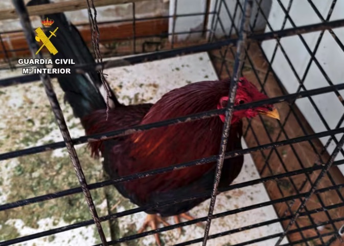 La Guardia Civil investiga a dos vecinos de Cieza (Murcia) tras hallar siete gallos mutilados y preparados para peleas