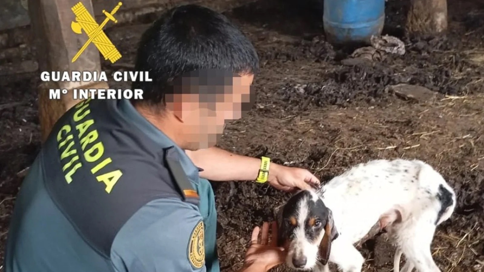A disposición judicial el propietario de cinco perros por maltrato animal en Merindad de Valdeporres