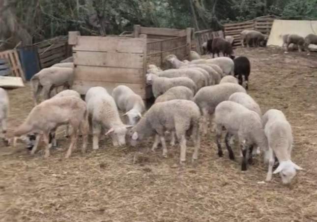Desmantelan un matadero ilegal en Sant Esteve Sesrovires con 180 corderos esperando a ser sacrificados