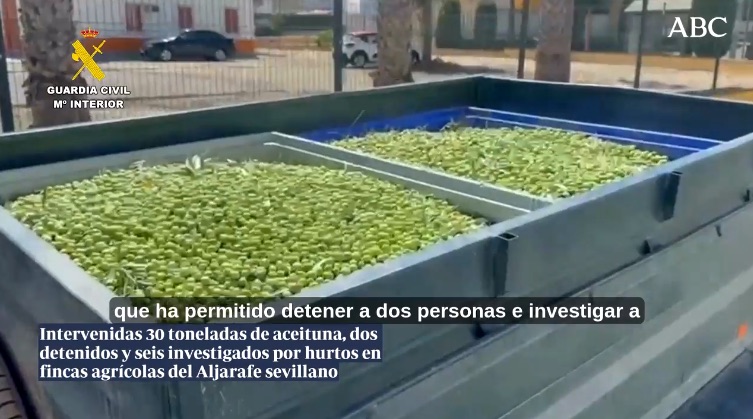 Golpe al robo de aceituna en el Aljarafe: dos detenidos, seis investigados y 30 toneladas intervenidas