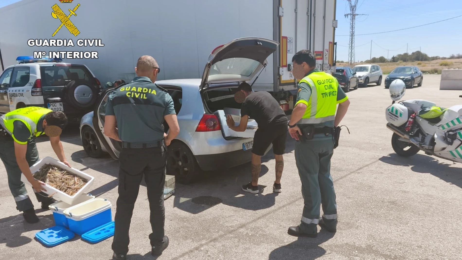 La Guardia Civil interviene 21 kilos de langostinos vivos transportados de forma irregular en el maletero de un vehículo