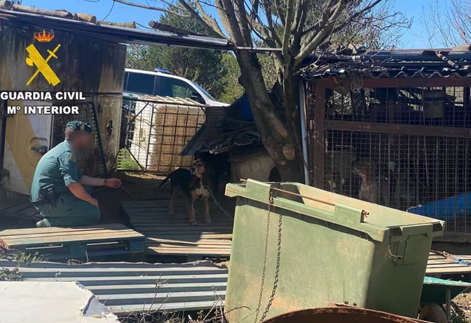 Investigado en León por mantener 18 perros de caza en condiciones deplorables de higiene