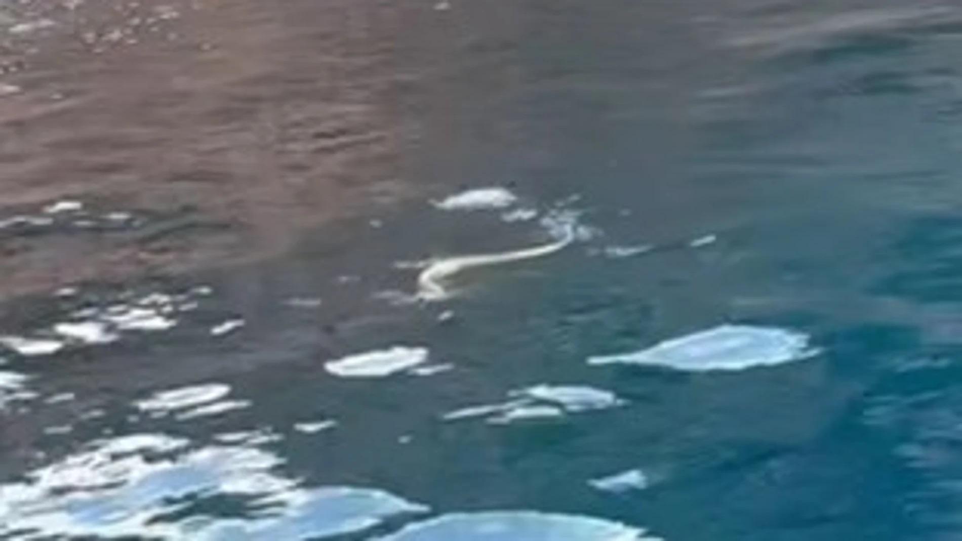 Alarma en Ibiza por la presencia de serpientes nadadoras que llegan a islotes protegidos