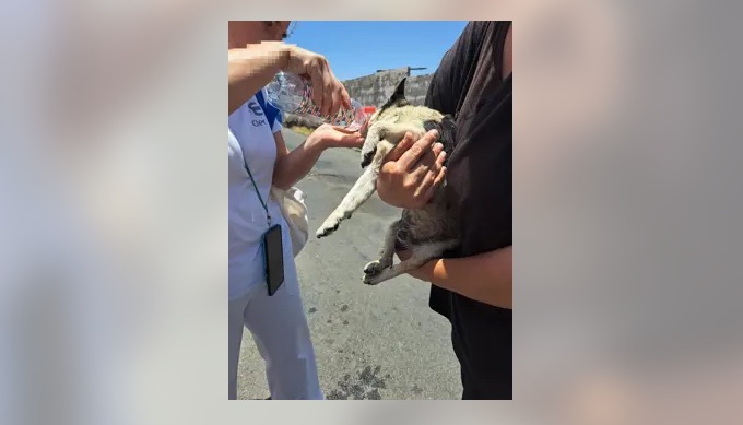 Detenido un hombre por abandonar un perro vivo en un contenedor de basura en Vecindario (Gran Canaria)